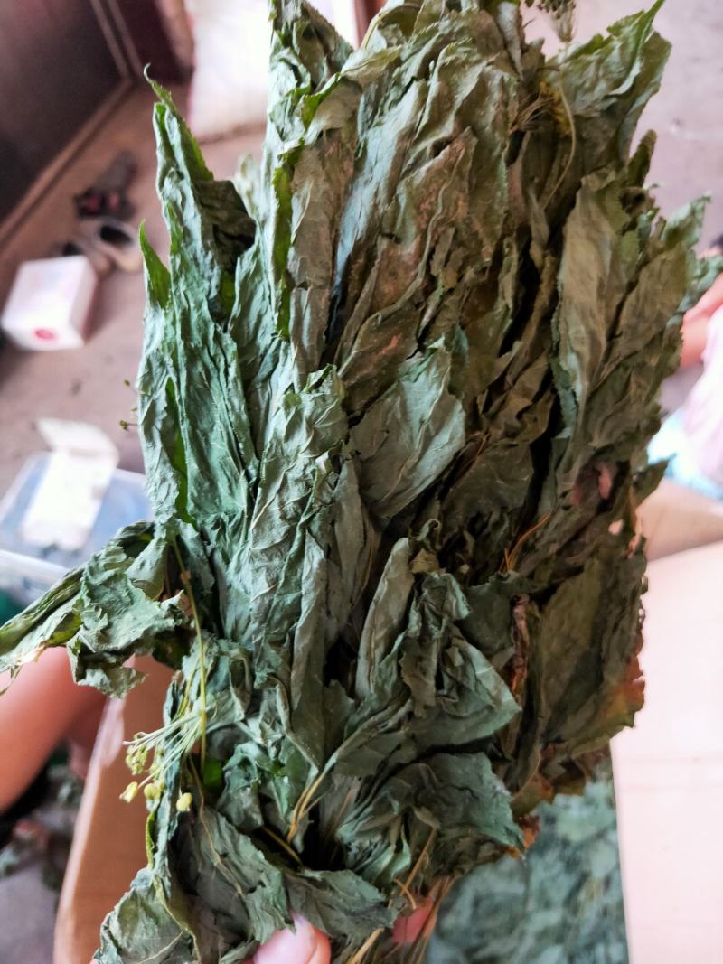人参叶干度好纯青货不满意可以退换货