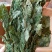 人参叶干度好纯青货不满意可以退换货