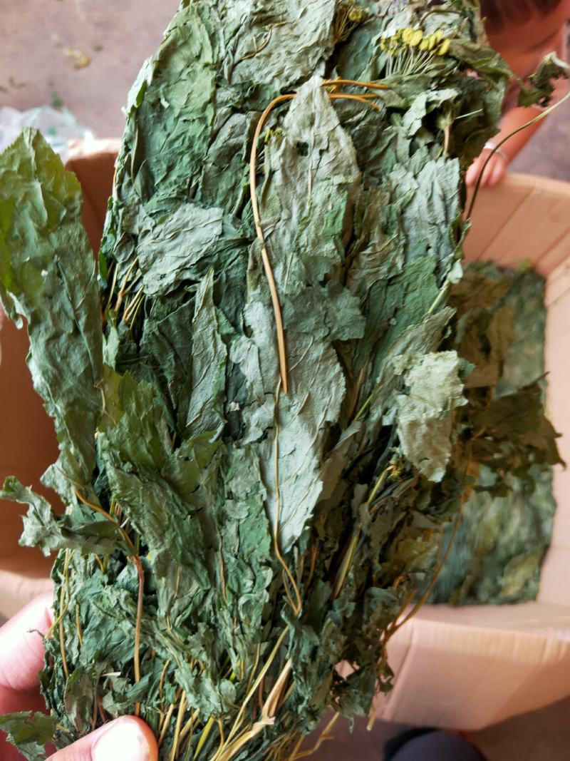 人参叶干度好纯青货不满意可以退换货