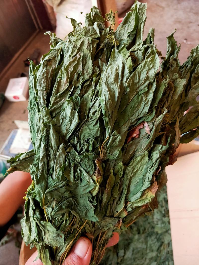 人参叶干度好纯青货不满意可以退换货