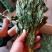 人参叶干度好纯青货不满意可以退换货