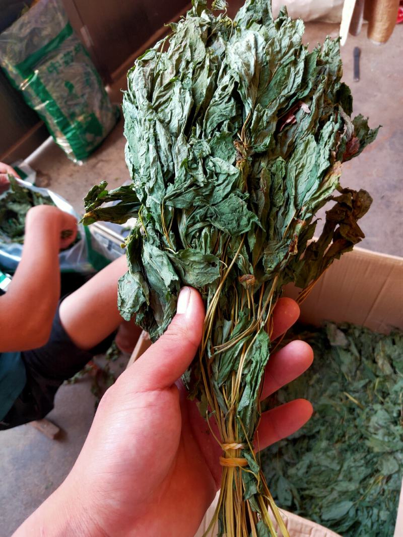 人参叶干度好纯青货不满意可以退换货