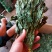 人参叶干度好纯青货不满意可以退换货