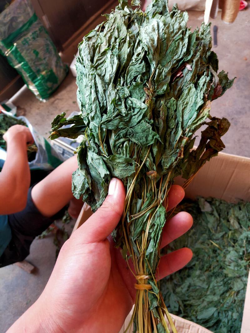 人参叶干度好纯青货不满意可以退换货