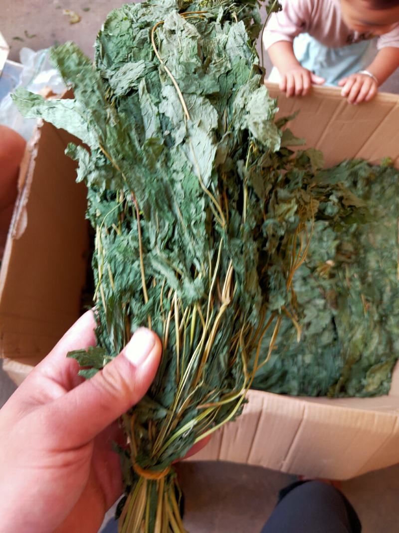 人参叶干度好纯青货不满意可以退换货