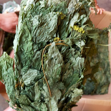 人参叶干度好纯青货不满意可以退换货