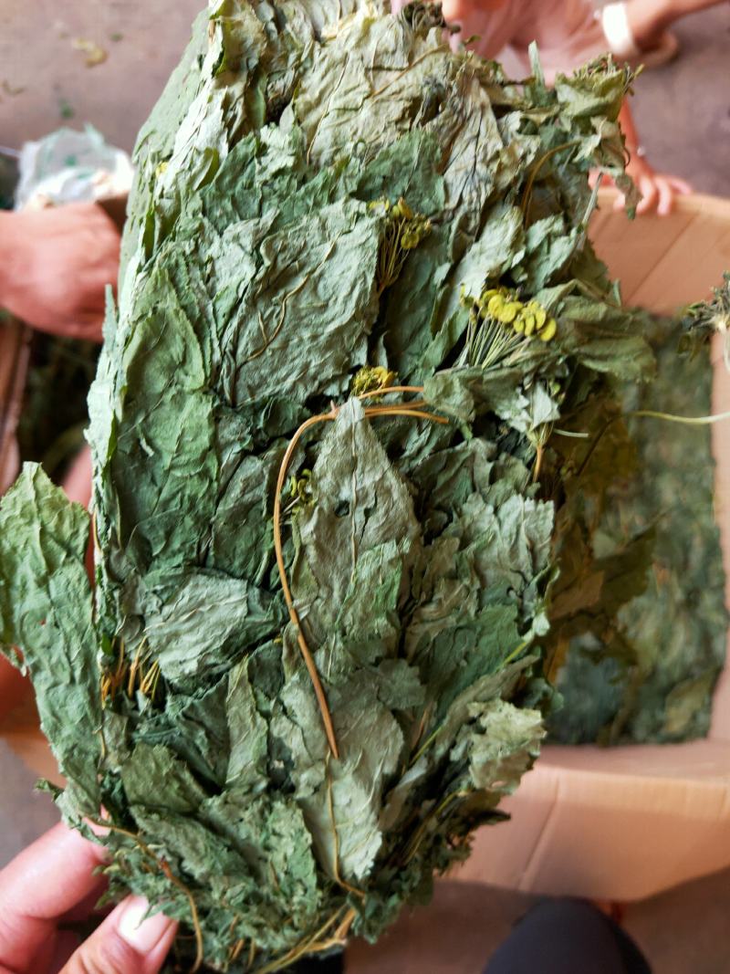 人参叶干度好纯青货不满意可以退换货