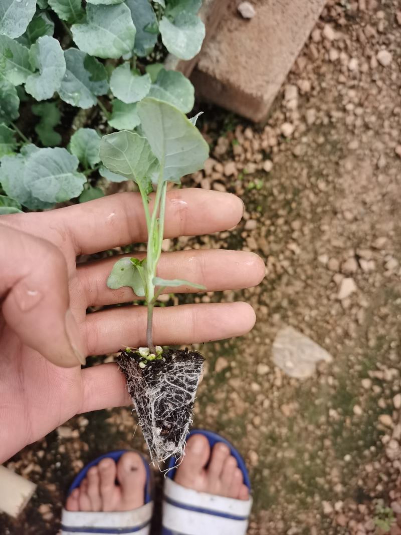 西兰花苗，基地直供，抗病强，根须发达，成活率高