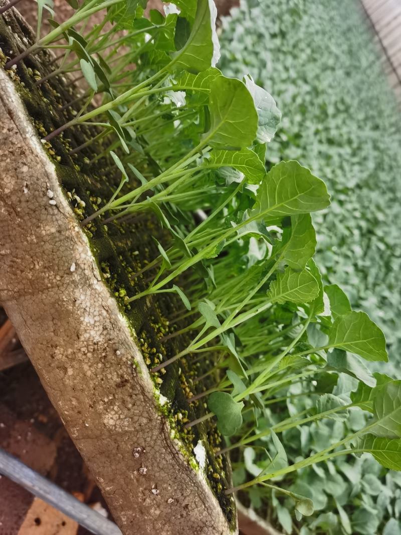 西兰花苗，基地直供，抗病强，根须发达，成活率高