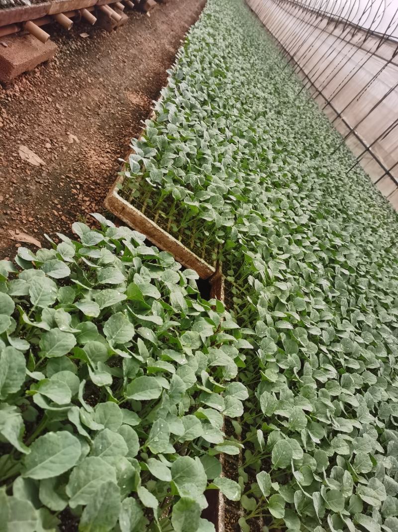 西兰花苗，基地直供，抗病强，根须发达，成活率高