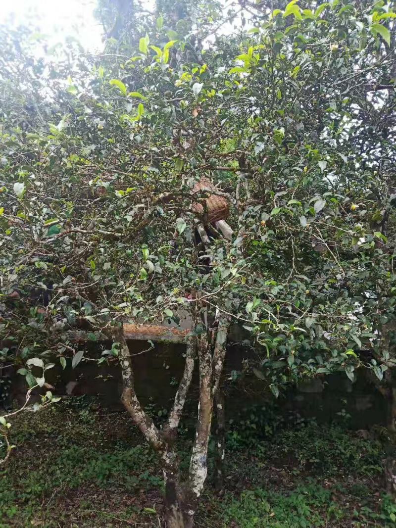 普洱茶龙珠勐库大叶茶自厂自销包装可以选