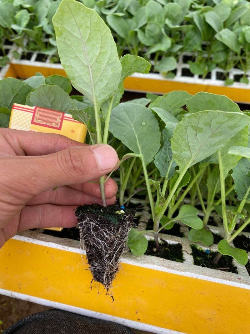 菜花苗，基地直供，苗子粗壮，根须发达，量大从优，送货上门