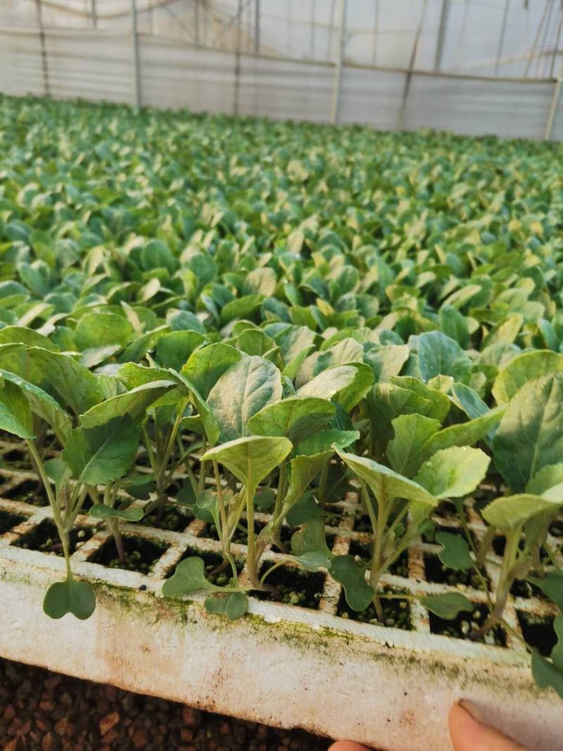 菜花苗，基地直供，苗子粗壮，根须发达，量大从优，送货上门