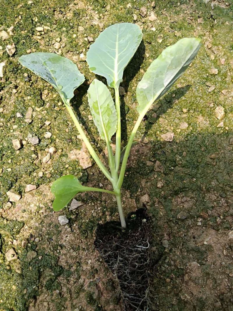 菜花苗，基地直供，苗子粗壮，根须发达，量大从优，送货上门