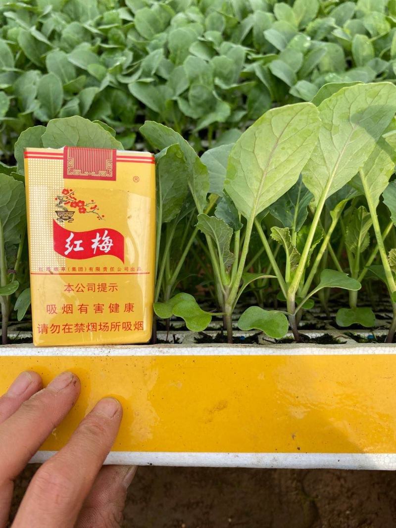菜花苗，基地直供，苗子粗壮，根须发达，量大从优，送货上门