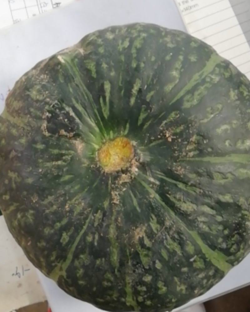 板栗南瓜，质量高价格优批发商，电商需要可以联系