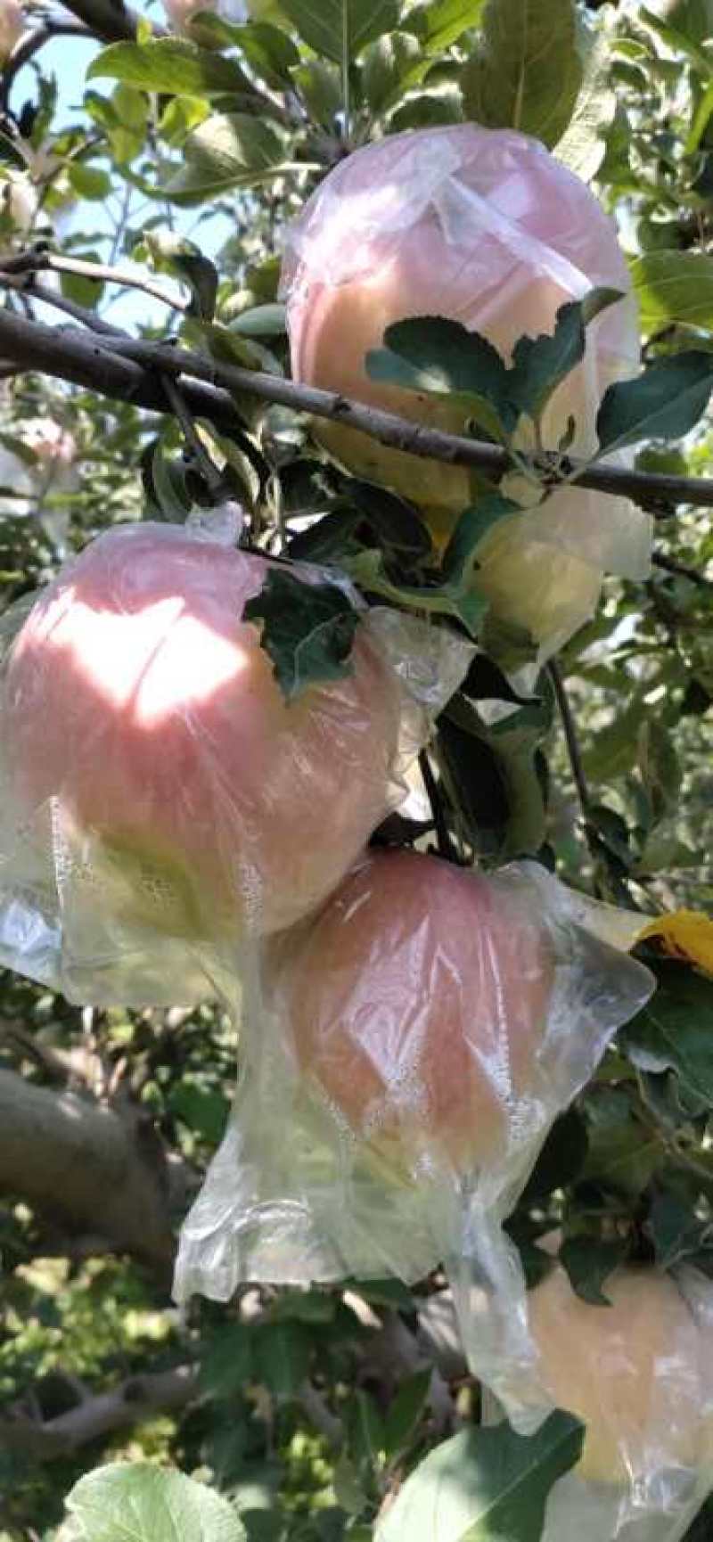 早熟富士，富士王，坡上货，膜袋