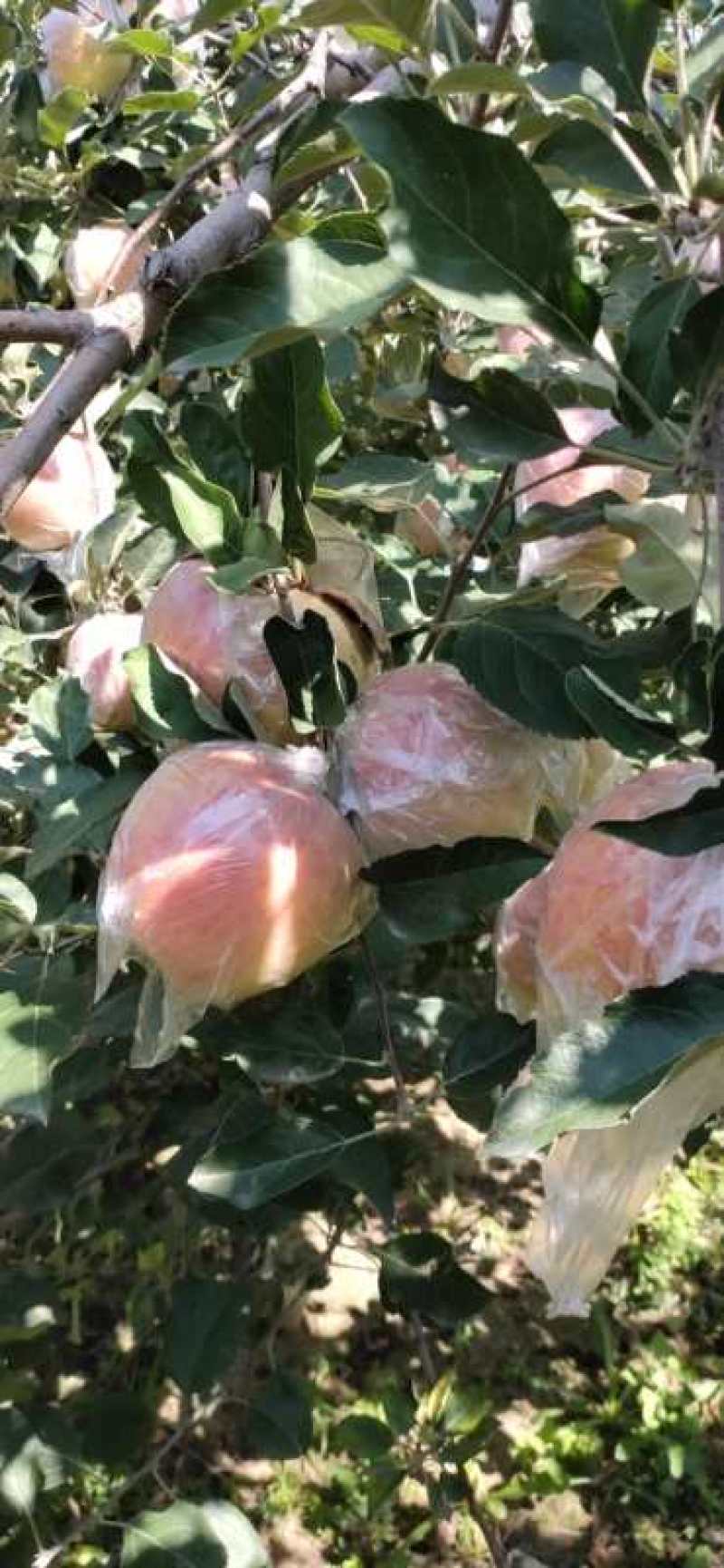 早熟富士，富士王，坡上货，膜袋