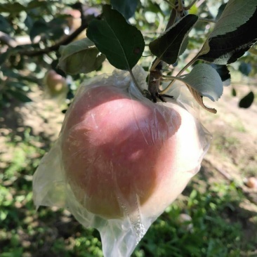 早熟富士，富士王，坡上货，膜袋