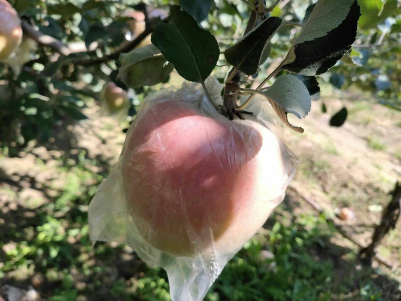 早熟富士，富士王，坡上货，膜袋