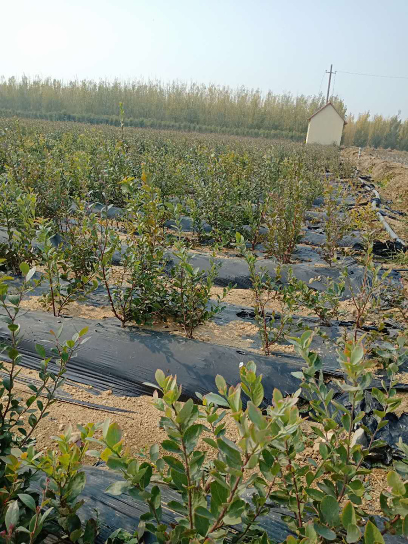 优质蓝莓苗，基地直发，包存活率技术指导质量保证