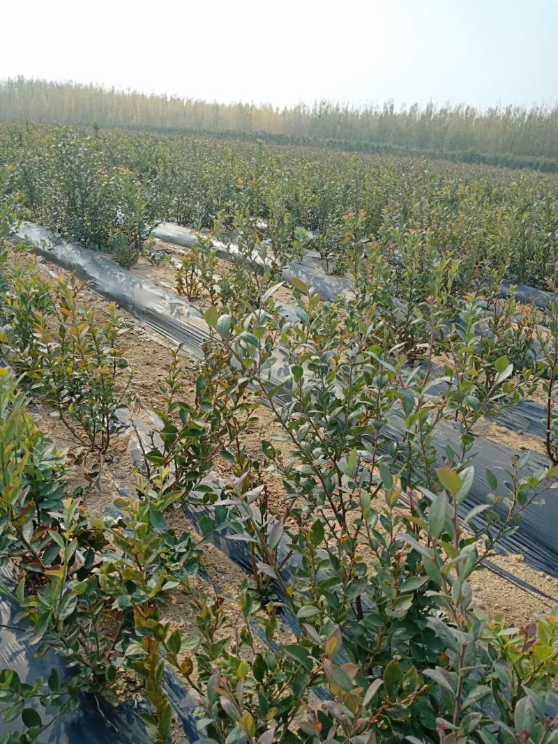 优质蓝莓苗，基地直发，包存活率技术指导质量保证
