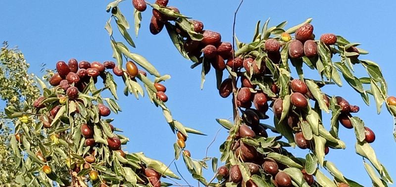 特级新疆红枣灰枣干枣原产地直供发货地河北沧州仓库发货
