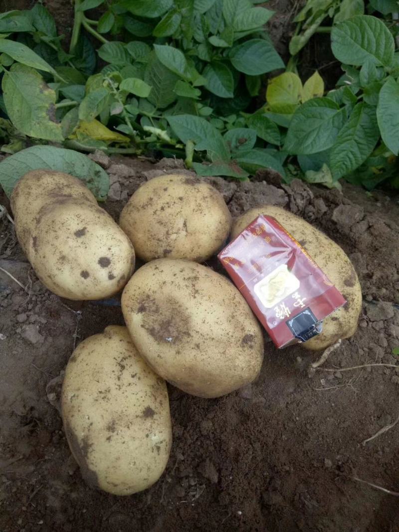土豆荷兰系列，大西洋，川引，希森，等等各种土豆。