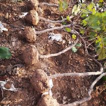 大量出售2~5公分占地葡萄树，土球裸根均可！