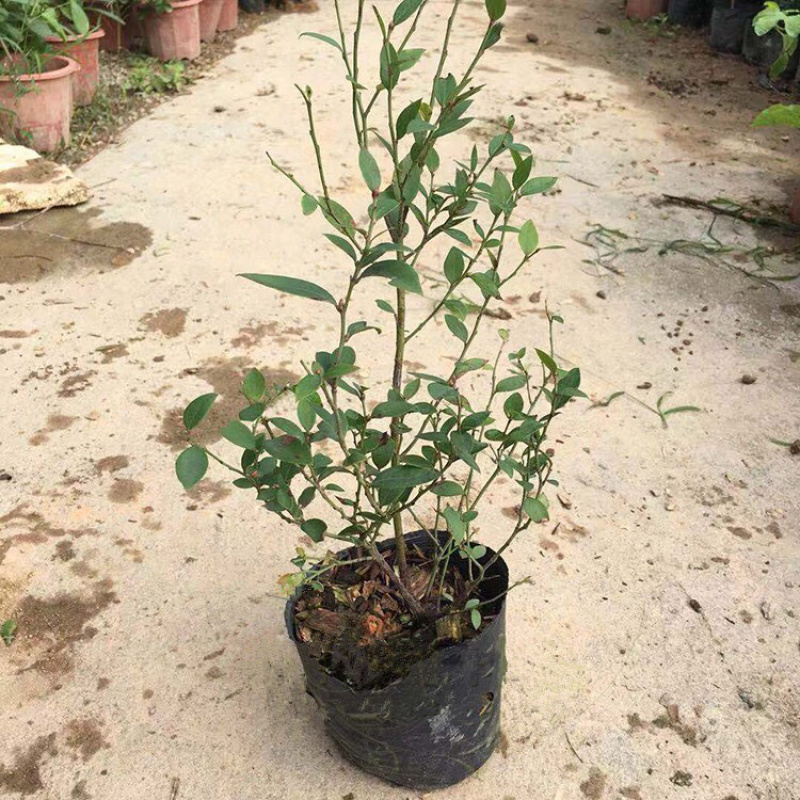 优质蓝莓苗，基地直发，包存活率技术指导质量保证