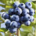 优质蓝莓苗，基地直发，包存活率技术指导质量保证