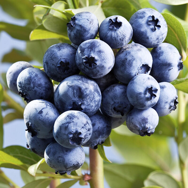 优质蓝莓苗，基地直发，包存活率技术指导质量保证