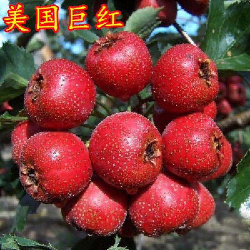 嫁接山楂苗，南北方种植放心苗，基地现挖现发包技术指导