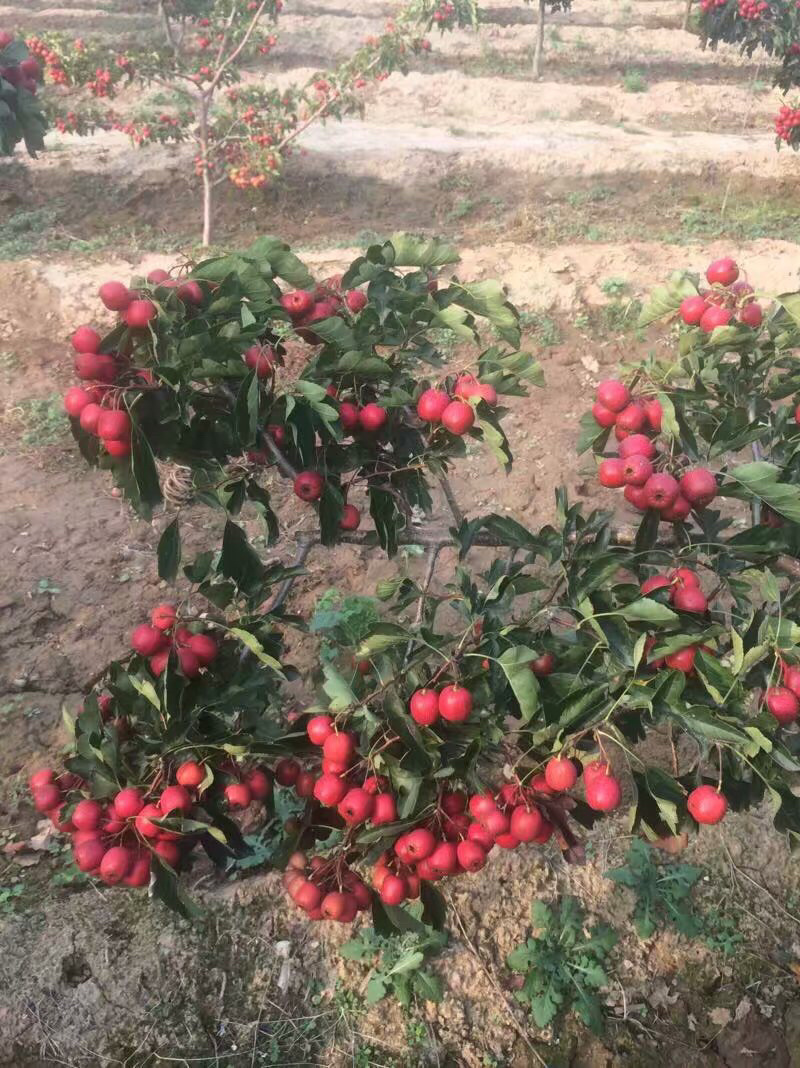 嫁接山楂苗，南北方种植放心苗，基地现挖现发包技术指导