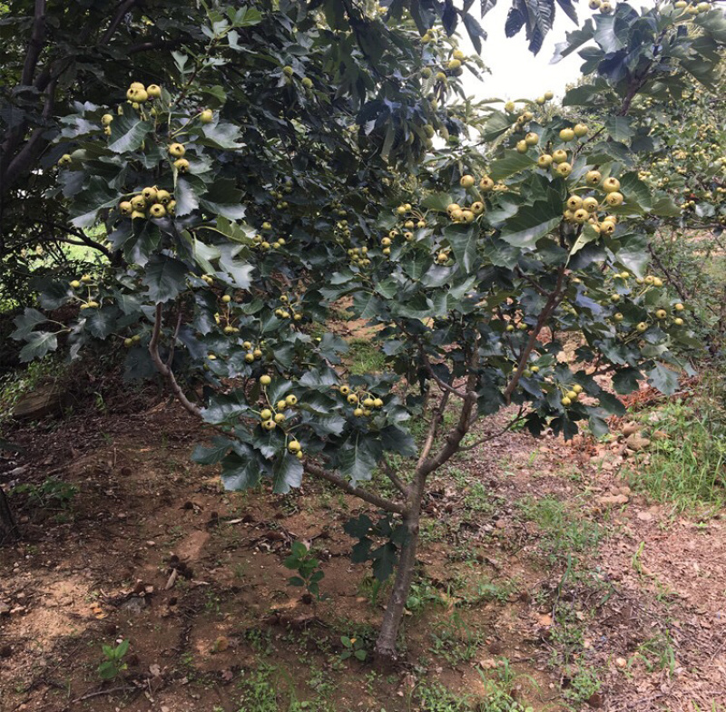 嫁接山楂苗，南北方种植放心苗，基地现挖现发包技术指导