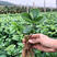 优质草莓苗南北方种植放心苗，基地现挖现发包技术指导