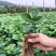 优质草莓苗南北方种植放心苗,基地现挖现发包技术指导