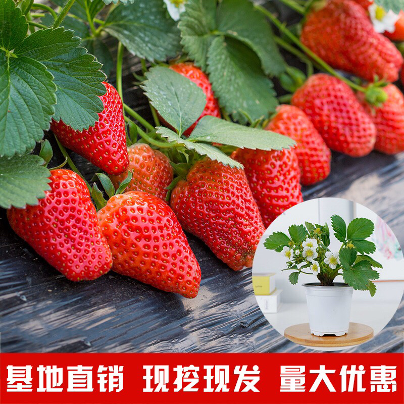 优质草莓苗南北方种植放心苗，基地现挖现发包技术指导