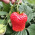 优质草莓苗南北方种植放心苗，基地现挖现发包技术指导