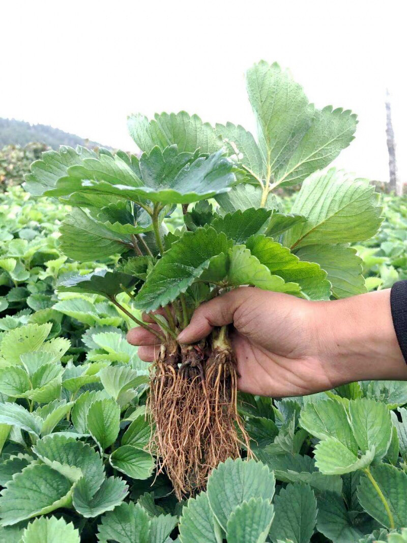 优质草莓苗南北方种植放心苗，基地现挖现发包技术指导
