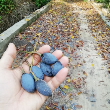 正宗土乌椰榄树实生苗未嫁接黑橄榄树苗