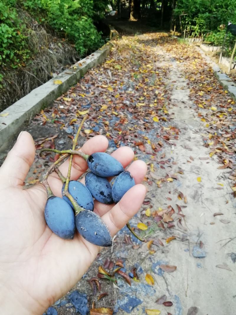 正宗土乌椰榄树实生苗未嫁接黑橄榄树苗