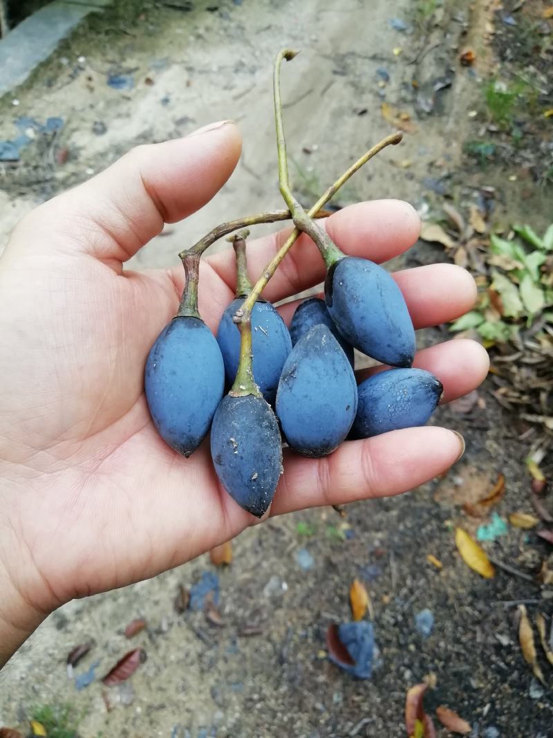 正宗土乌椰榄树实生苗未嫁接黑橄榄树苗