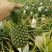 【海南凤梨】16号甜蜜蜜凤梨一手货源产地直供质量保证