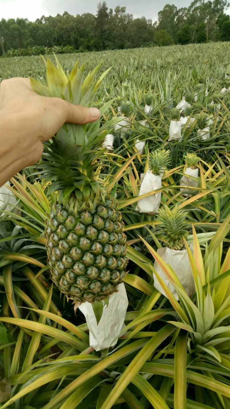 【海南凤梨】16号甜蜜蜜凤梨一手货源产地直供质量保证