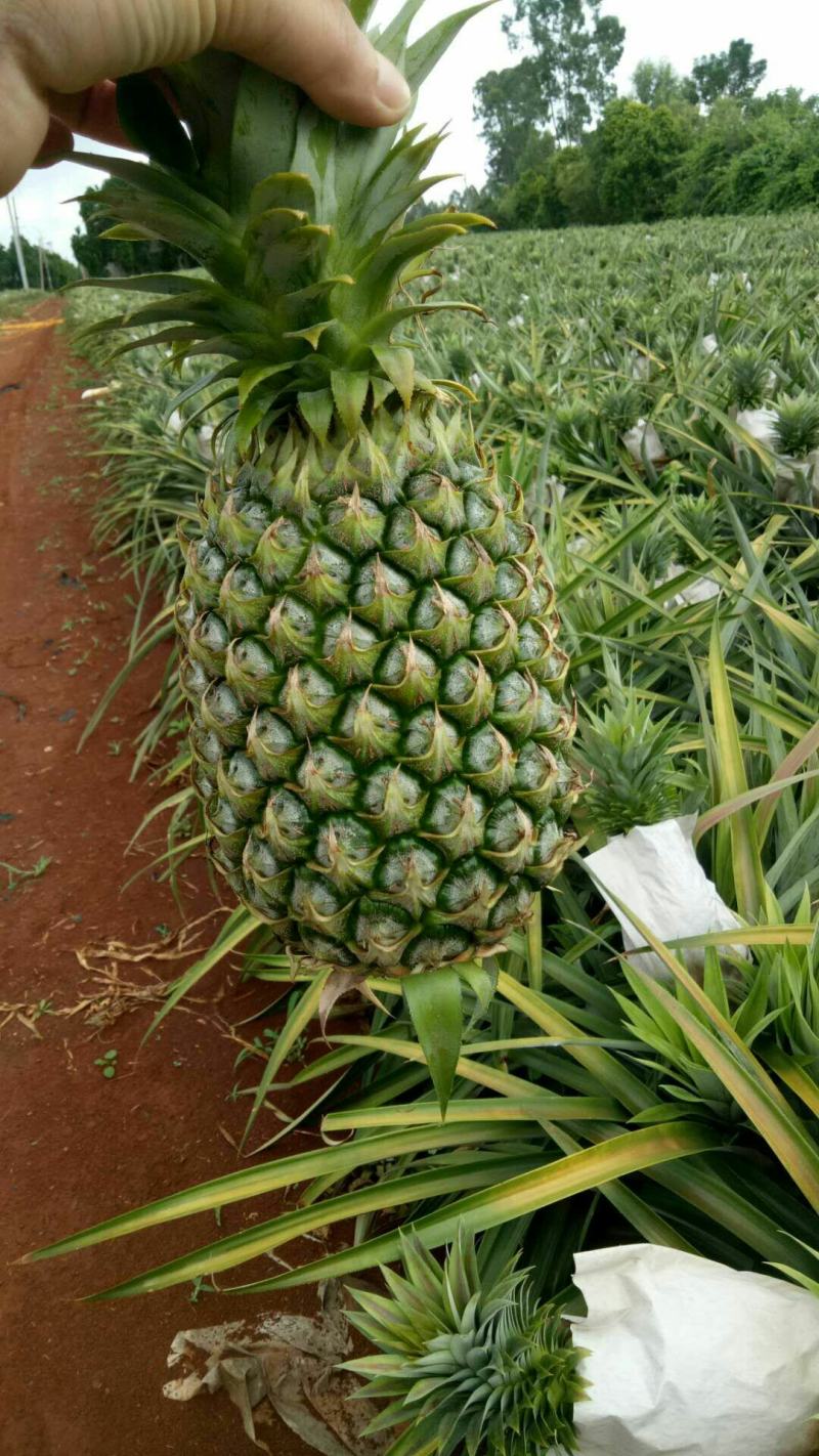 【海南凤梨】16号甜蜜蜜凤梨一手货源产地直供质量保证