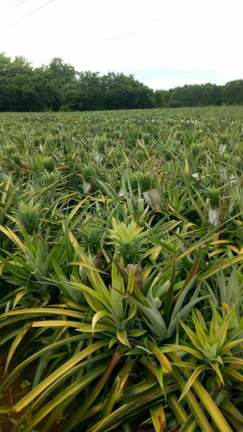 【海南凤梨】16号甜蜜蜜凤梨一手货源产地直供质量保证