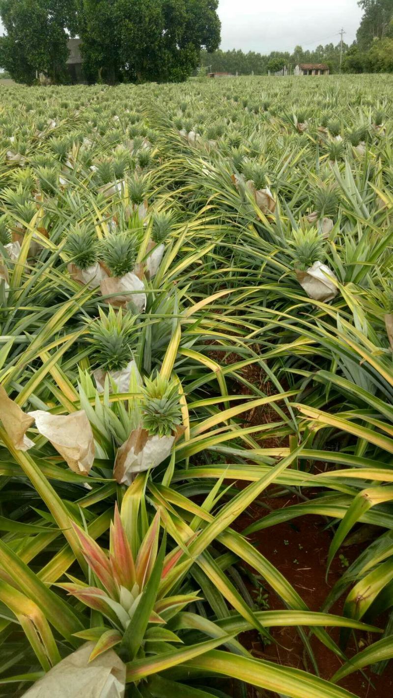【海南凤梨】16号甜蜜蜜凤梨一手货源产地直供质量保证