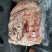兆达畜产品大量批发多肉牛肋排段