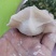 纯手工速冻水饺批发，全国招代理！烟台，威海，青岛免费送货